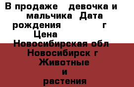 В продаже 1 девочка и 2 мальчика! Дата рождения 04.06.2017 г. › Цена ­ 10 000 - Новосибирская обл., Новосибирск г. Животные и растения » Собаки   . Новосибирская обл.,Новосибирск г.